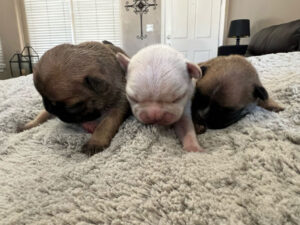 Rabbiosi’s French Bulldogs - French Bulldog Male or Female