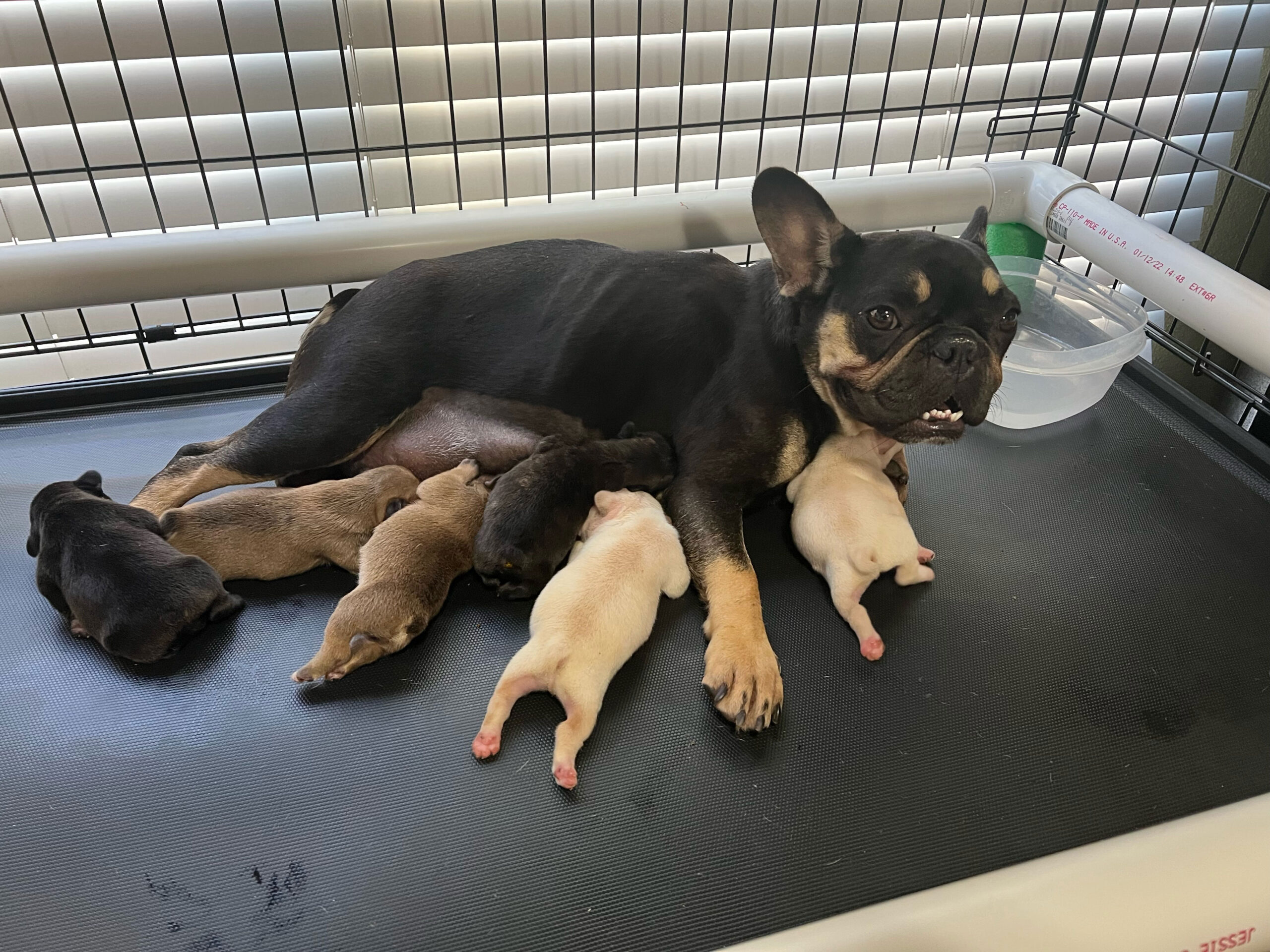Rabbiosi's-French-Bulldogs-mom-and-puppies