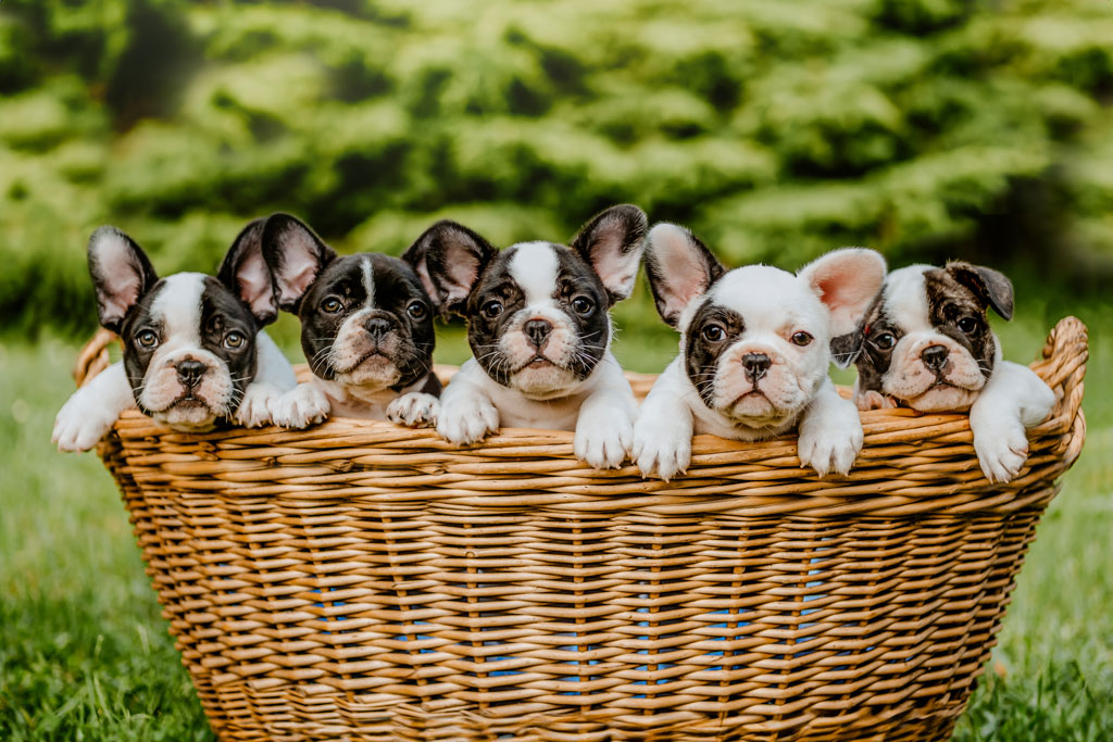 Rabbiosi's French Bulldog Puppies