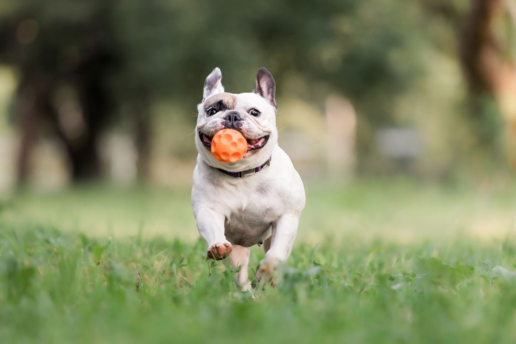 Rabbiosi's French Bulldogs - French Bulldog Playing
