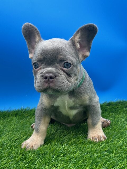 Hank