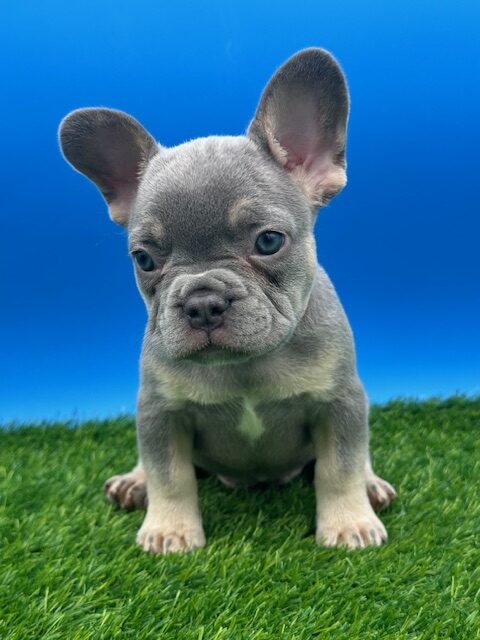 Lola