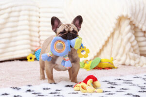Rabbiosi’s French Bulldogs - French Bulldog Playtime