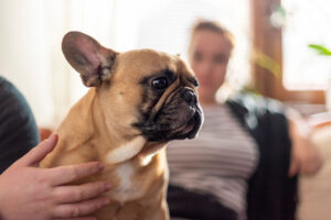 Rabbiosi’s French Bulldogs - naming your pup