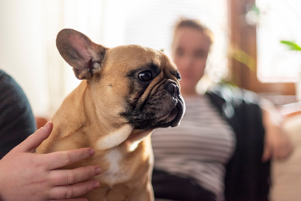 Rabbiosi’s French Bulldogs - naming your pup