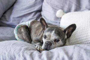 Rabbiosi’s French Bulldogs - French Bulldog Life Span