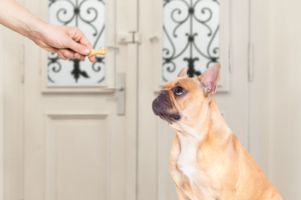 Rabbiosi’s French Bulldogs - French Bulldog Treats