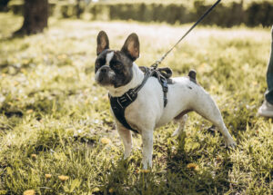 Rabbiosi’s French Bulldogs - Leash manors