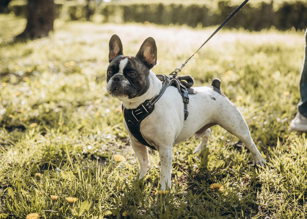 Rabbiosi’s French Bulldogs - Leash manors