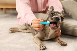 Rabbiosi’s French Bulldogs - Dental Cleaning