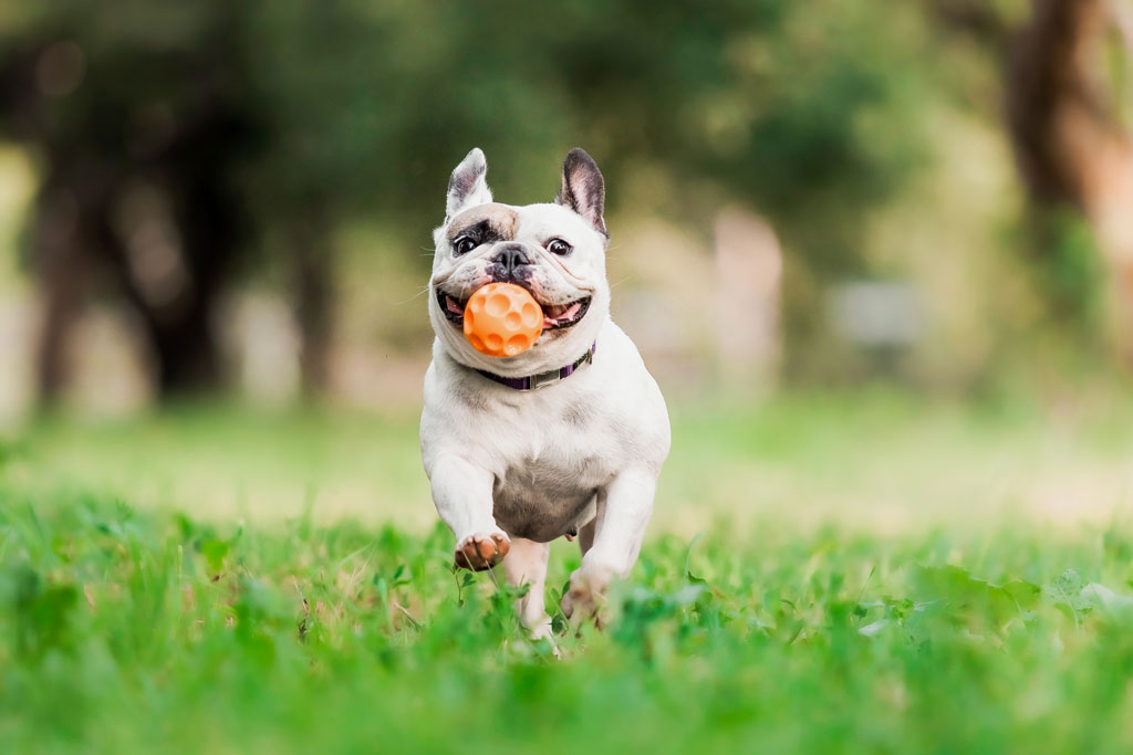 Rabbiosi’s French Bulldogs - Teaching to play Fetch