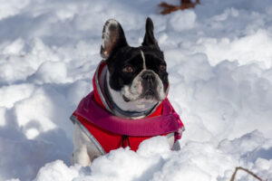 Rabbiosi’s French Bulldogs- French Bulldogs and Weather