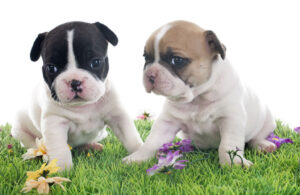 Rabbiosi’s French Bulldogs - French Bulldog DNA