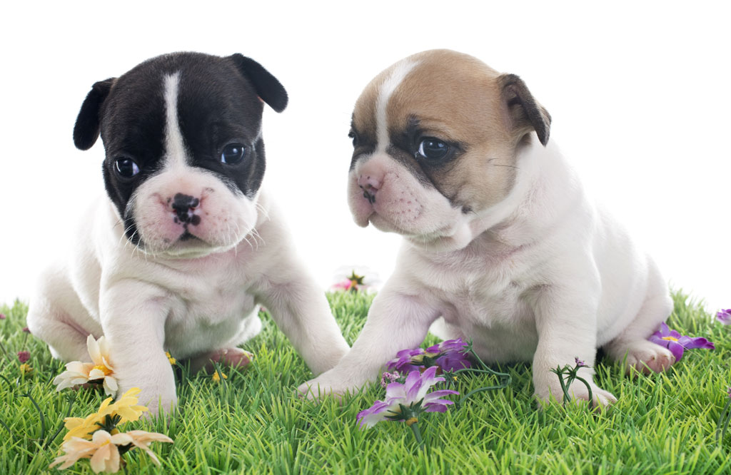 Rabbiosi’s French Bulldogs - French Bulldog DNA