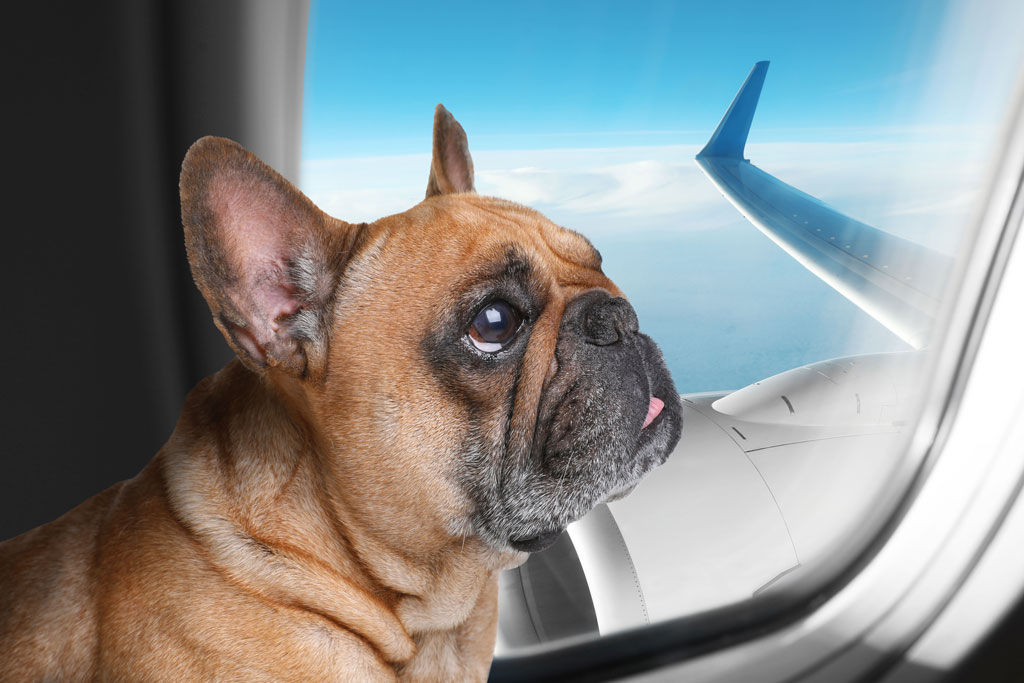 Rabbiosi’s French Bulldogs - Traveling With Your Frenchie