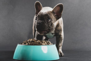 Rabbiosi’s French Bulldogs - Resource Guarding