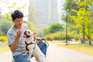 Rabbiosi’s French Bulldogs - Training Collars”