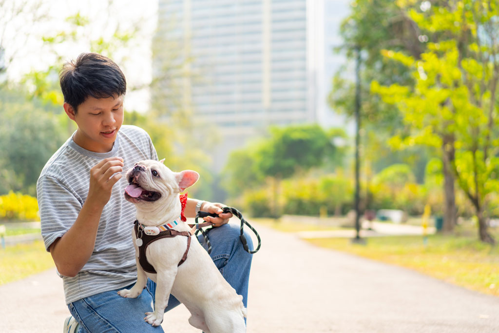 Rabbiosi’s French Bulldogs - Training Collars”
