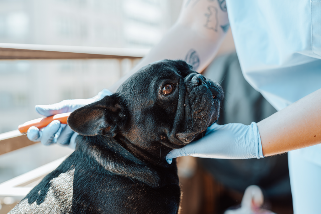Rabbiosi's French Bulldogs - French Bulldog Nail Trim