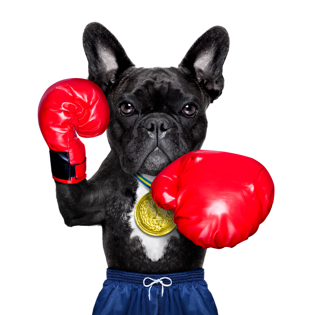 Rabbiosi’s French Bulldogs - French Bulldog Fights