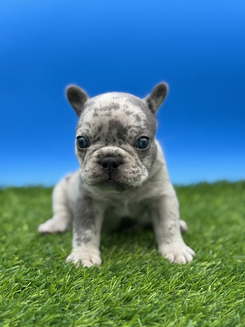 oreo