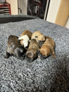 OLIVER & FARRAH of RABBIOSI’s FRENCH BULLDOGS