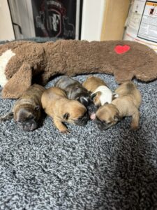 OLIVER & FARRAH of RABBIOSI’s FRENCH BULLDOGS