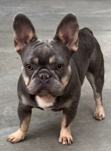 Rabbiosi's French Bulldogs - PopTart