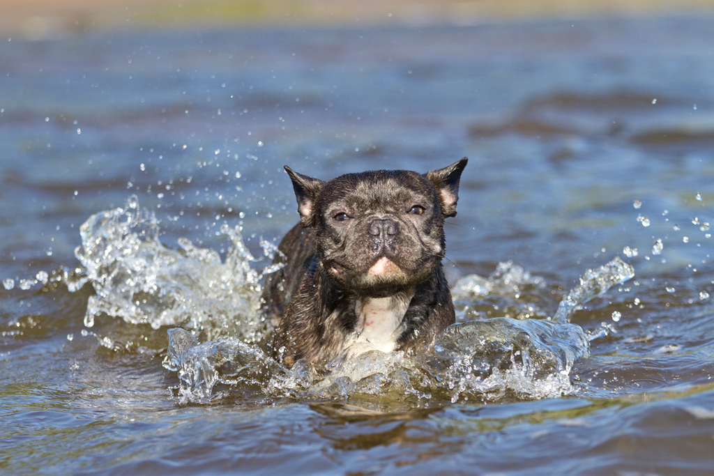 Rabbiosi’s French Bulldogs - French Bulldog Swimming