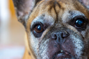 Rabbiosi’s French Bulldogs - Caring for older French Bulldogs